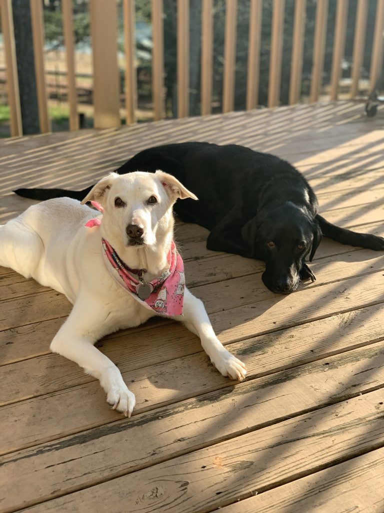 Ashley's dogs, Leela and Ellie